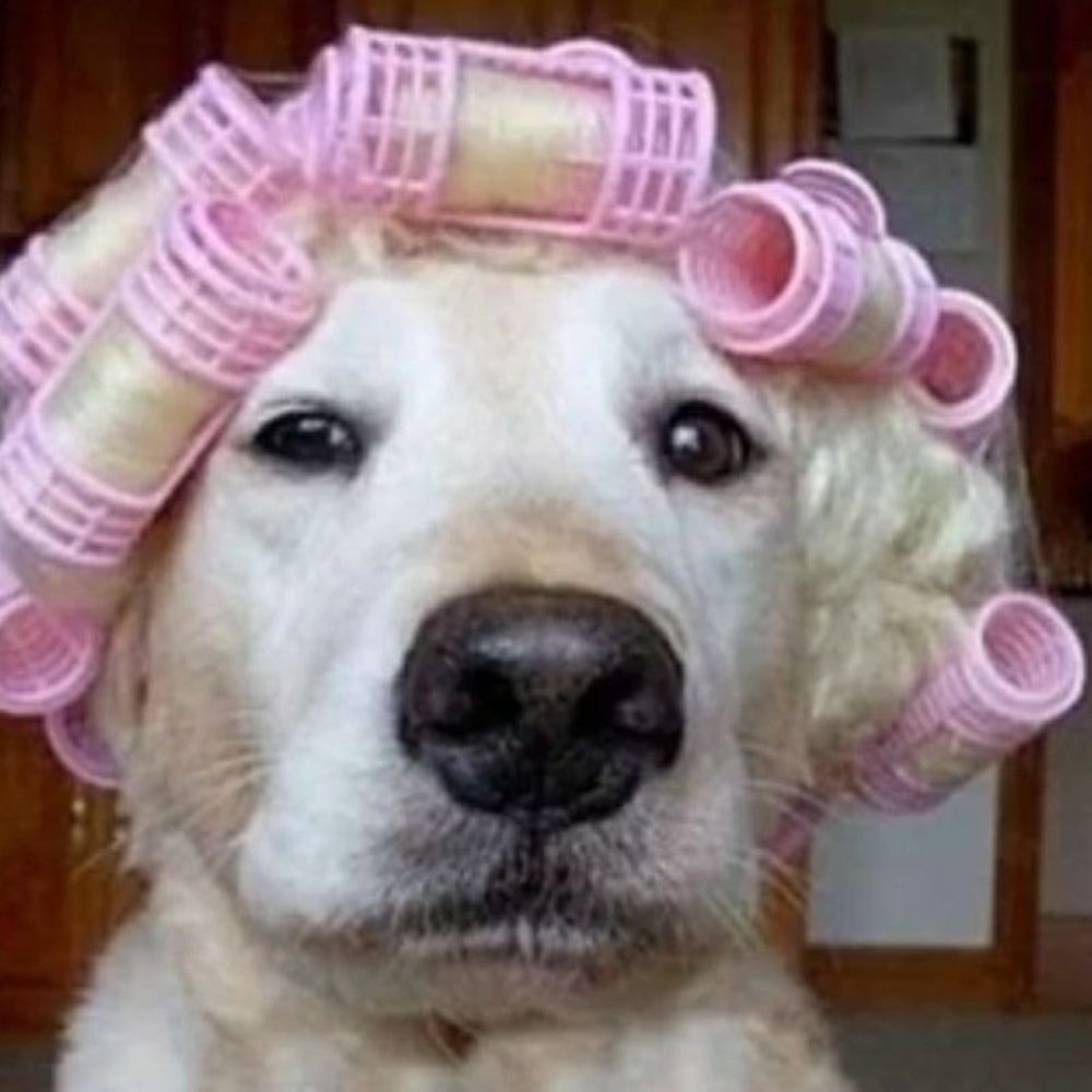 Meet your Posher, Tess